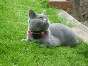 grey cat with cat fence collar