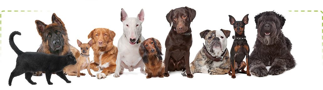 top_footer_dogs_new nine dogs and one cat
