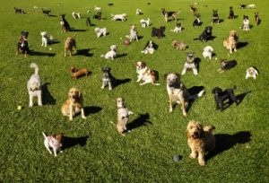 Large group of dogs