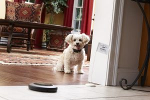 poodle staying within indoor dog fence boundary