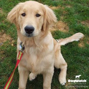Young Retriever in training with Dog Fence