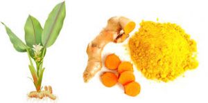 Turmeric plant